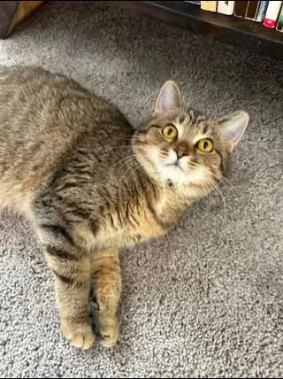 Bobbie Cat