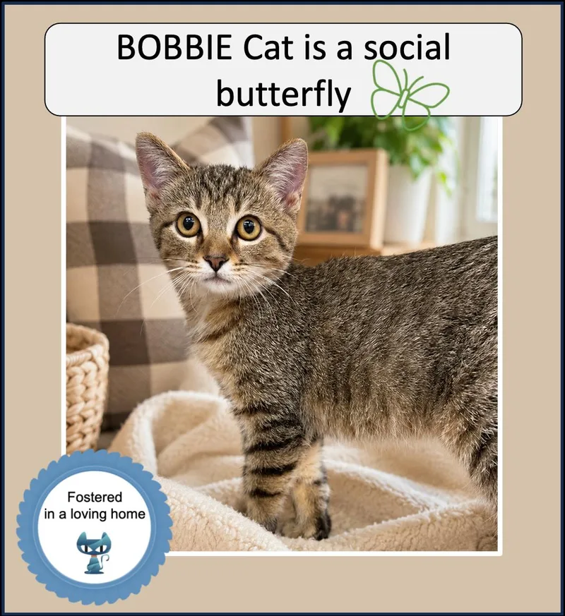 Bobbie Cat thumbnail 2