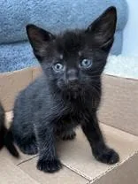A baby small-sized male Tabby (Brown / Chocolate) Domestic Short Hair cat named Chupa for adoption in New York, NY