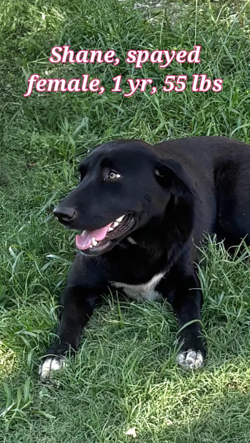 A young medium-sized female Flat-Coated Retriever dog named Shane for adoption in Plano, TX