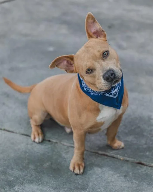 A young large-sized male Terrier dog named Simba for adoption in Miami, FL