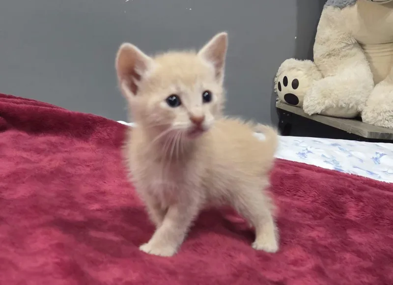 A baby medium-sized male Buff / Tan / Fawn Domestic Medium Hair cat named Niko for adoption in Gregory, TX