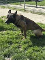 A young medium-sized female Black Belgian Shepherd / Malinois dog named Layla for adoption in Moline, IL