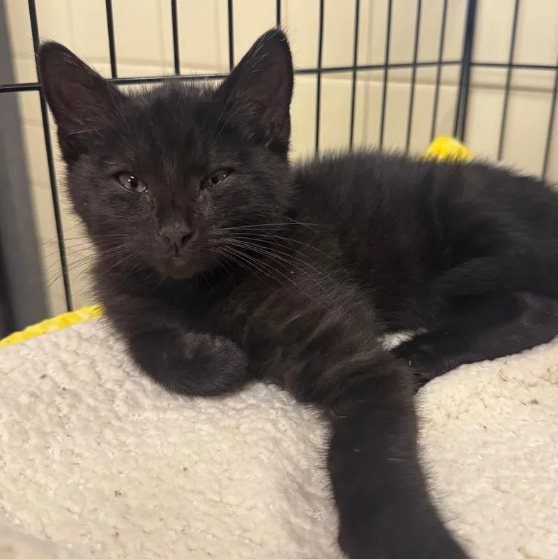 A baby medium-sized male Domestic Short Hair cat named Flotsam for adoption in Olean, NY
