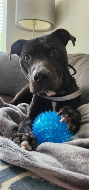An adult large-sized female Pit Bull Terrier dog named Nina for adoption in Charlotte, NC