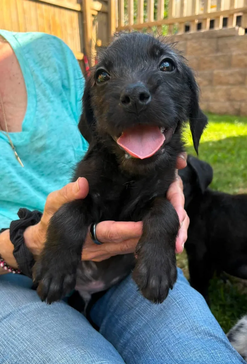 A baby medium-sized male Black Pit Bull Terrier dog named Brat for adoption in Vandergrift, PA