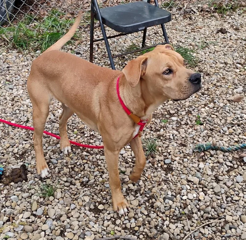 An adult medium-sized male Boxer dog named Joey for adoption in New Lexington, OH