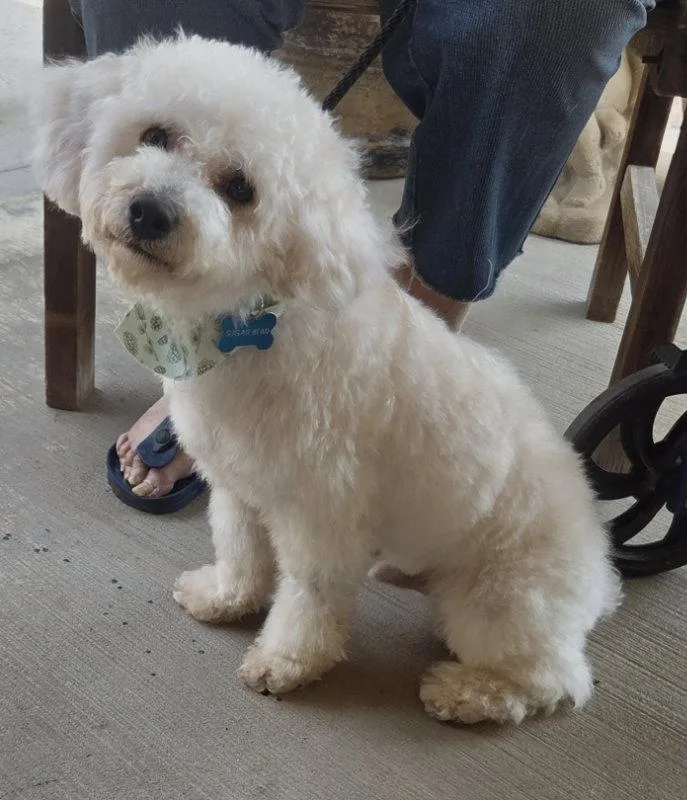 An adult small-sized male Maltese dog named Dallas for adoption in Montgomery, TX