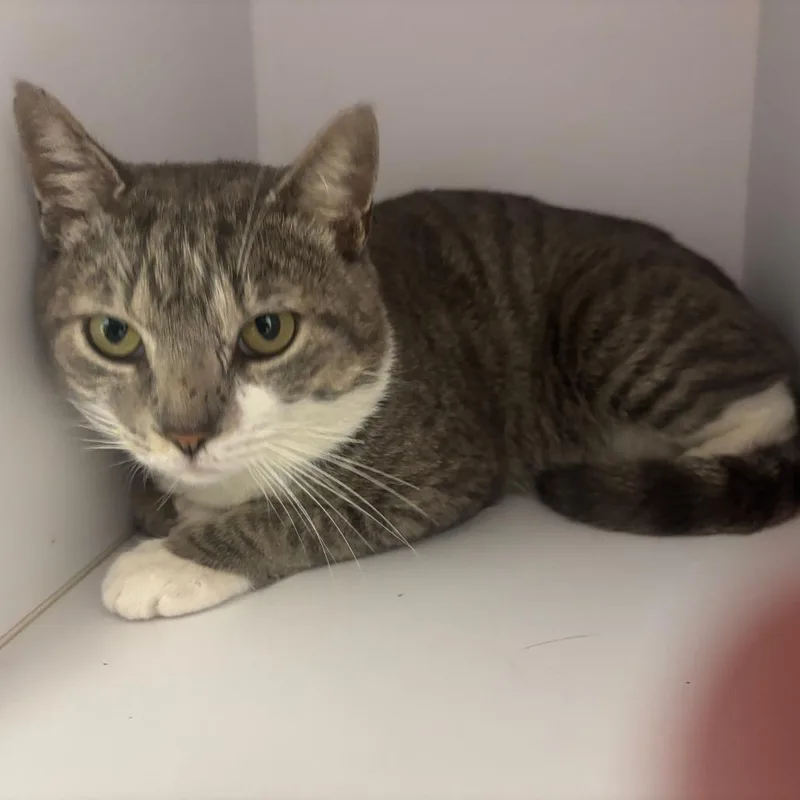An adult large-sized male Gray / Blue / Silver Domestic Short Hair cat named Figaro for adoption in Hamburg, NY