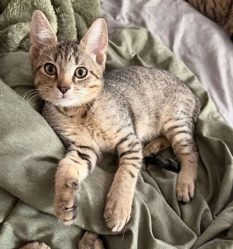 A baby medium-sized male Tiger cat named Gill for adoption in Honeoye, NY