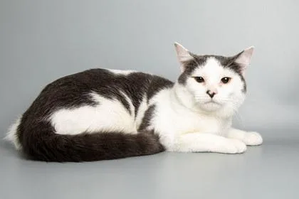 A young medium-sized male Domestic Short Hair cat named Kimi for adoption in Longmont, CO
