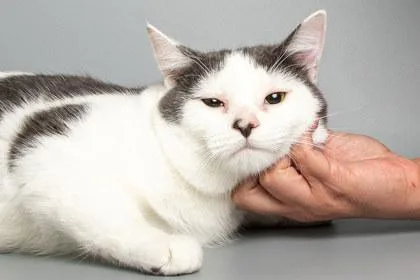 Kimi thumbnail 2