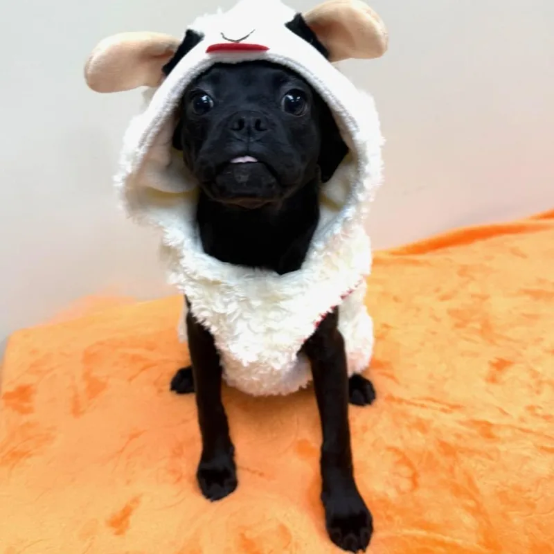 A baby small-sized female Black Pug dog named Zoey for adoption in Greensburg, PA