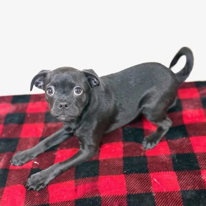 Zoey thumbnail 6