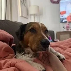 An adult medium-sized female Brittany Spaniel dog named Bailey for adoption in Phoenix, AZ