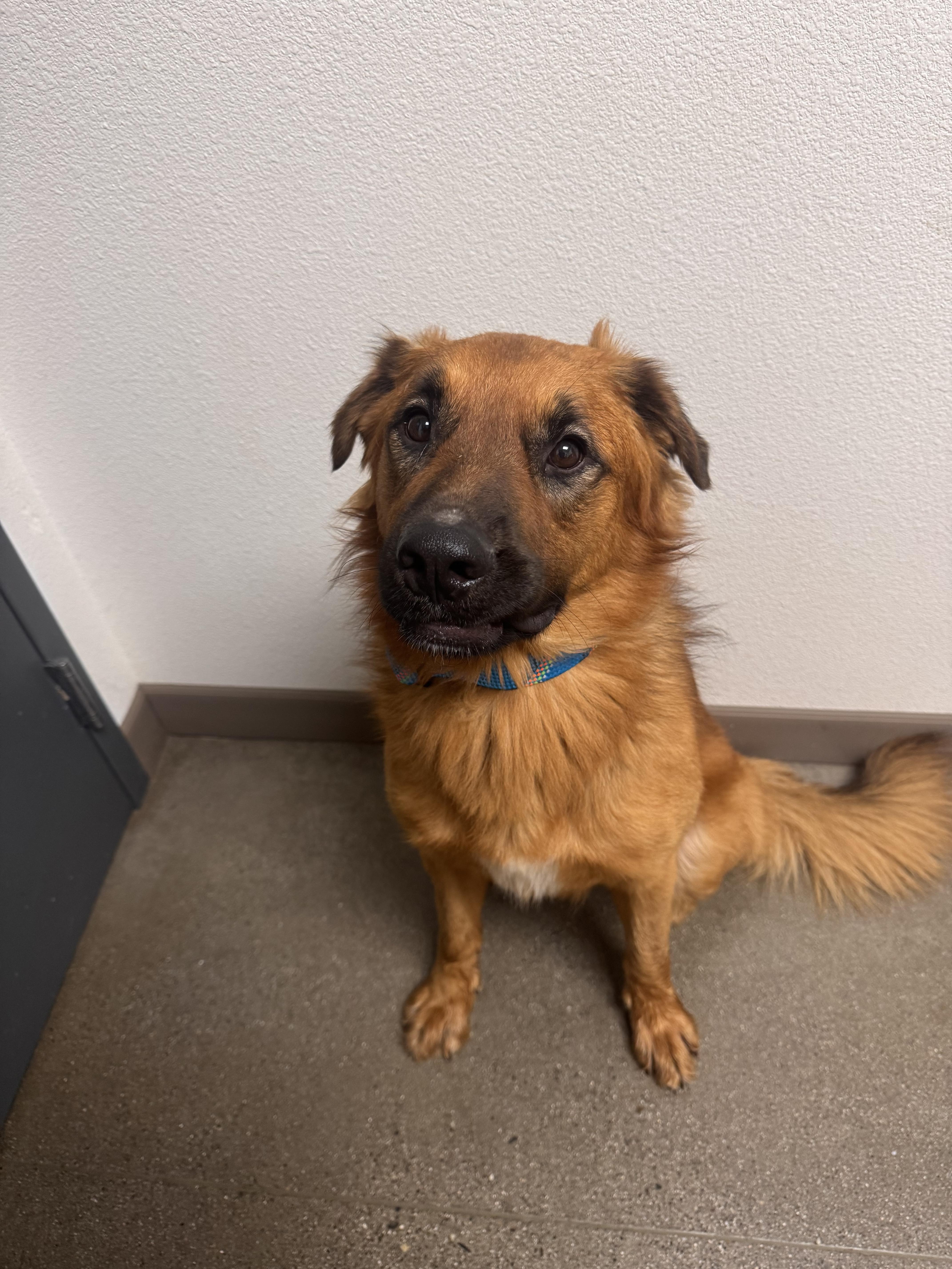 An adult large-sized male German Shepherd Dog dog named Teddy for adoption in Chico, CA