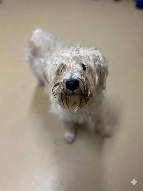 Kingsley