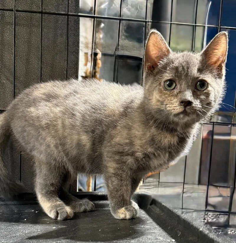 A young small-sized female Dilute Tortoiseshell Domestic Short Hair cat named Cierra for adoption in Gresham, WI