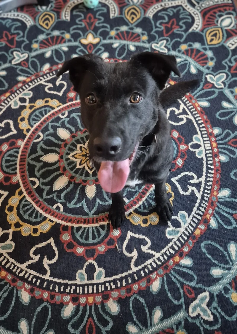An adult medium-sized female Black Labrador Retriever dog named Lady for adoption in Denison, TX