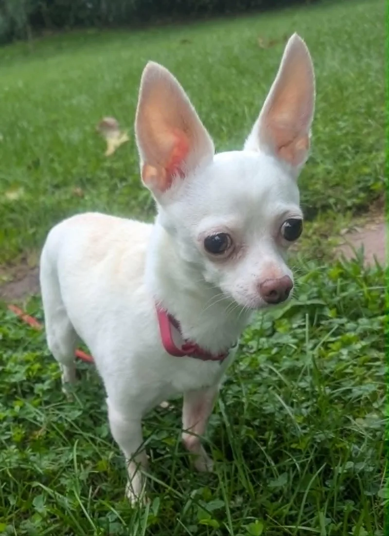 A senior small-sized male White / Cream Chihuahua dog named Marty for adoption in Yorkville, IL