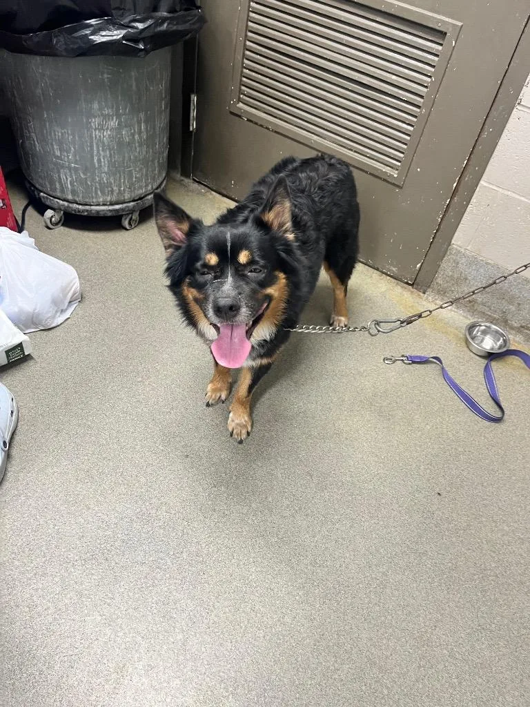 Otis