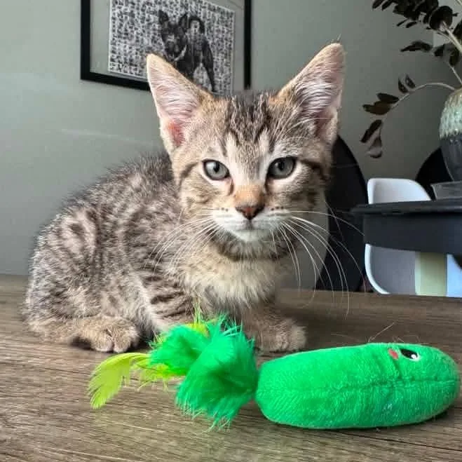 A baby medium-sized male Tabby (Brown / Chocolate) Domestic Short Hair cat named Godzilla for adoption in Kentwood, MI