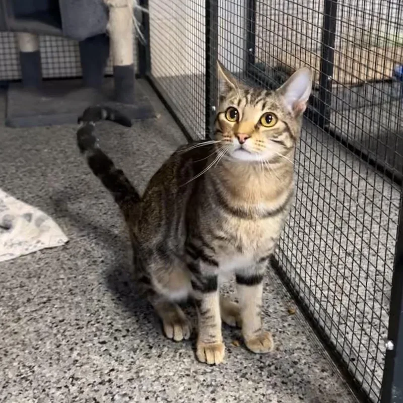 Pablo Picasso thumbnail 2