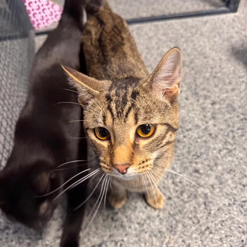 Pablo Picasso thumbnail 3