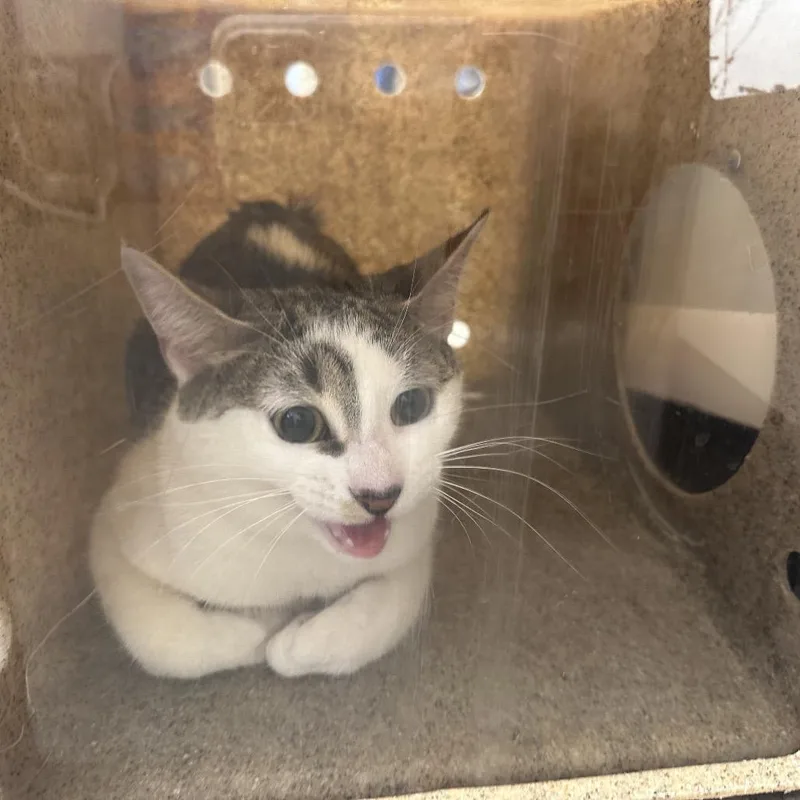 An adult medium-sized female White Domestic Short Hair cat named Snow for adoption in Philadelphia, PA