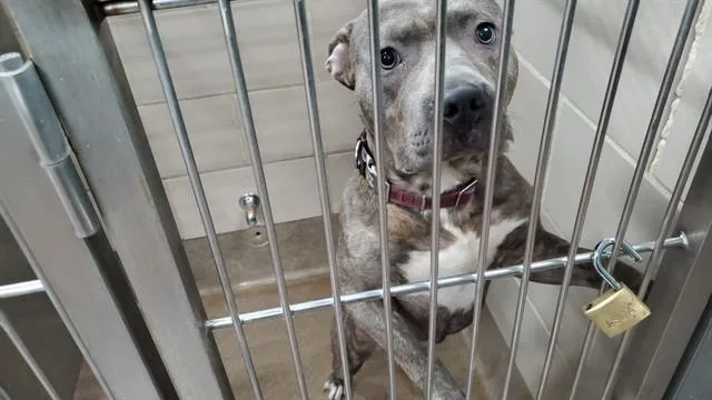 A young large-sized male Pit Bull Terrier dog named Jullian Luie for adoption in Aurora, IL