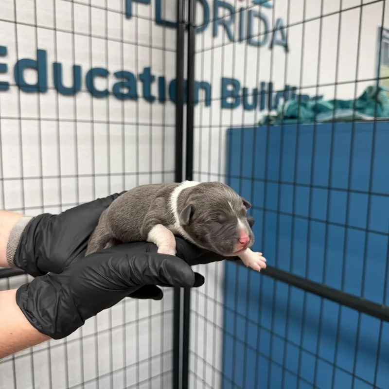 A baby medium-sized female Gray / Blue / Silver American Bulldog dog named Fritter for adoption in Lakeland, FL