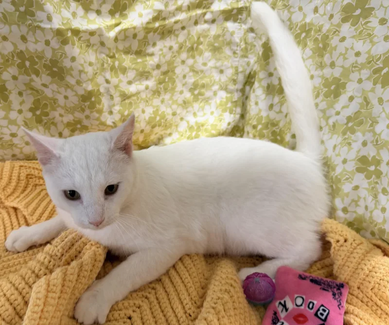 A young large-sized male White American Shorthair cat named Bai Yu for adoption in Allen, TX