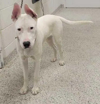 A young large-sized male White / Cream Mixed Breed dog named Charmin for adoption in Kansas City, MO