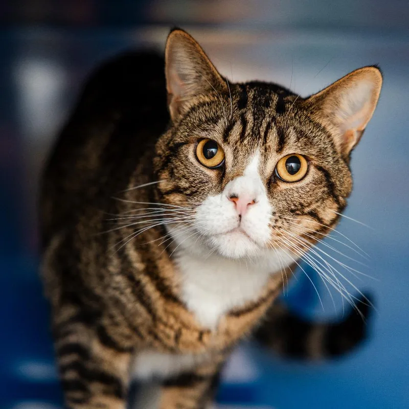 An adult large-sized male Brown / Chocolate Domestic Short Hair cat named Bolton for adoption in Incline Village, NV