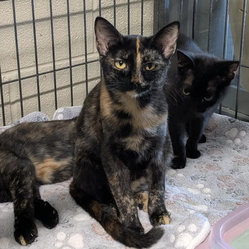 A young small-sized female Tortoiseshell Domestic Short Hair cat named Traffic Light for adoption in Bedford, VA