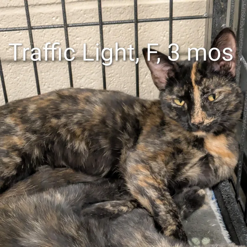 Traffic Light thumbnail 2