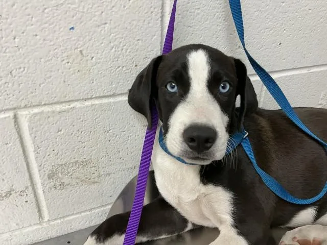 A baby small-sized male Pit Bull Terrier dog named Sir Wagalot for adoption in San Bernardino, CA