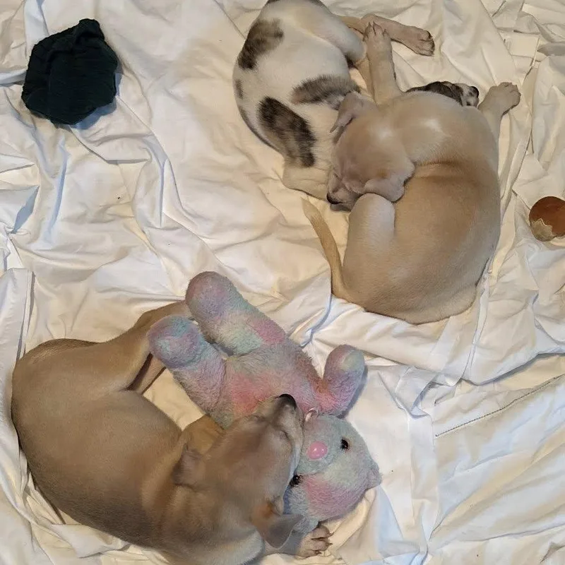 A baby medium-sized male Gray / Blue / Silver German Shepherd Dog dog named Raptor for adoption in East Flat Rock, NC
