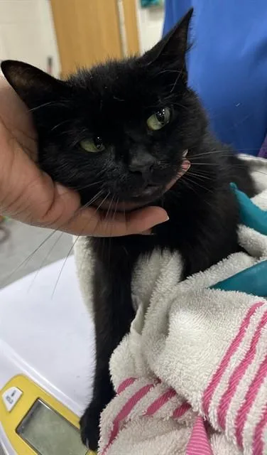 A young medium-sized female Domestic Short Hair cat named Ocean for adoption in Upper Marlboro, MD