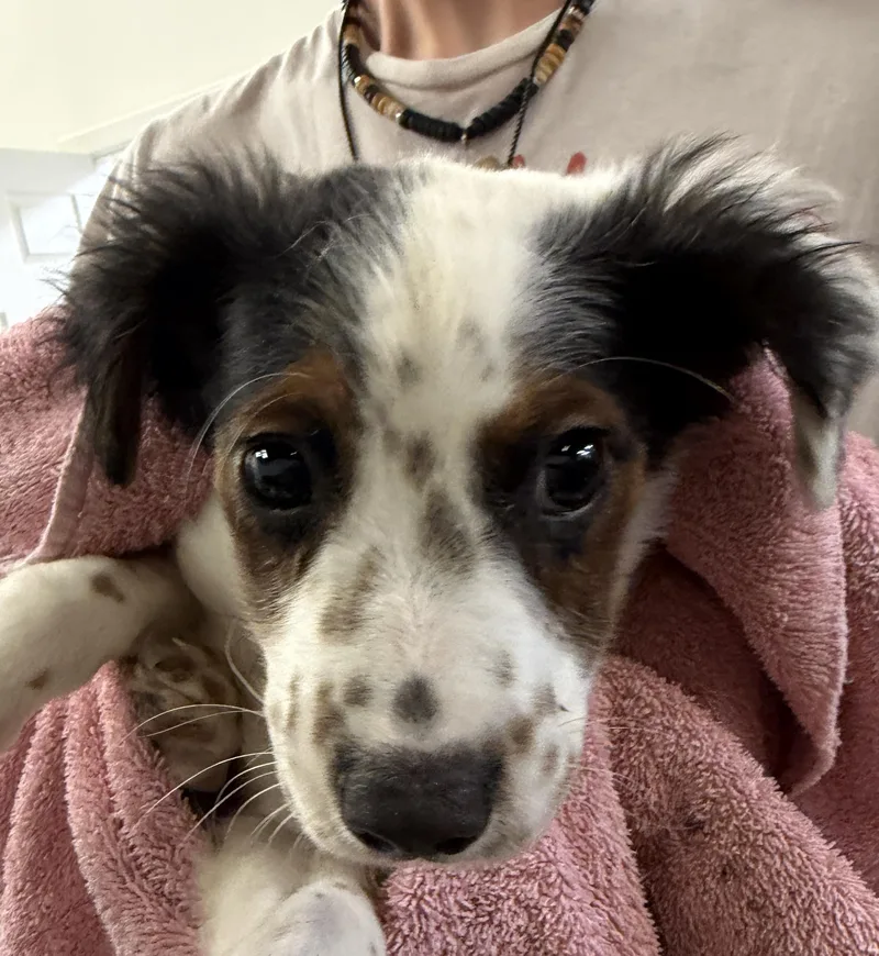 A baby small-sized male White / Cream Dachshund dog named Monster for adoption in Blue Springs, MO