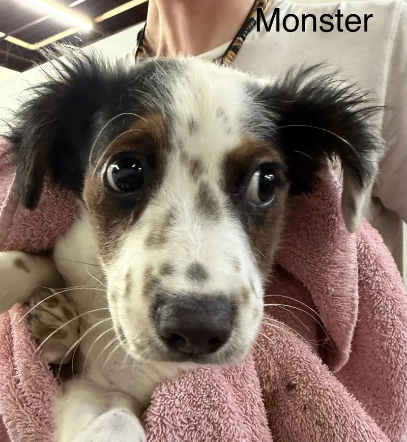 Monster thumbnail 2