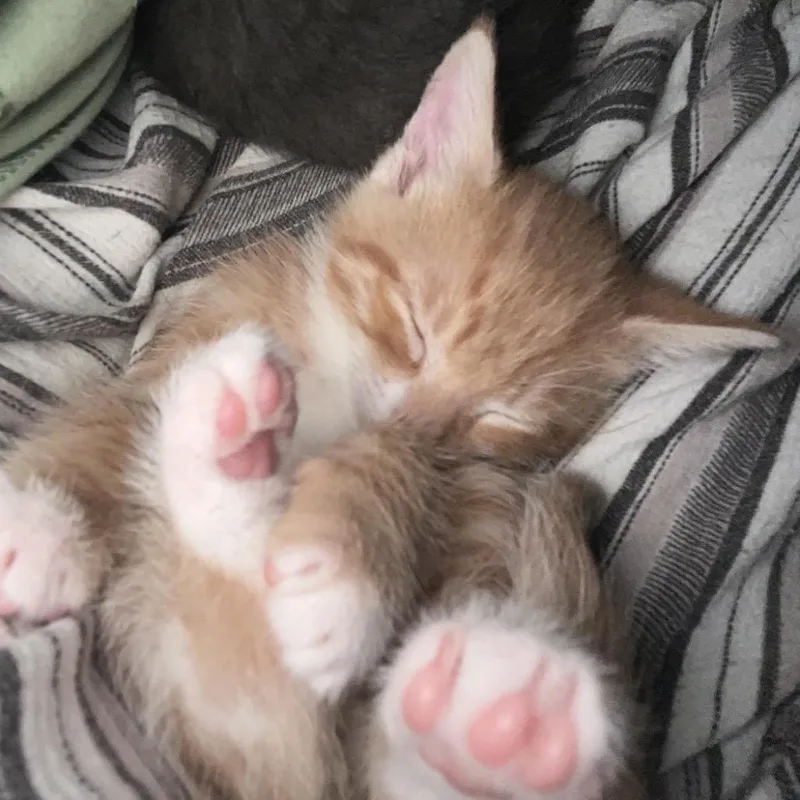 Mochi