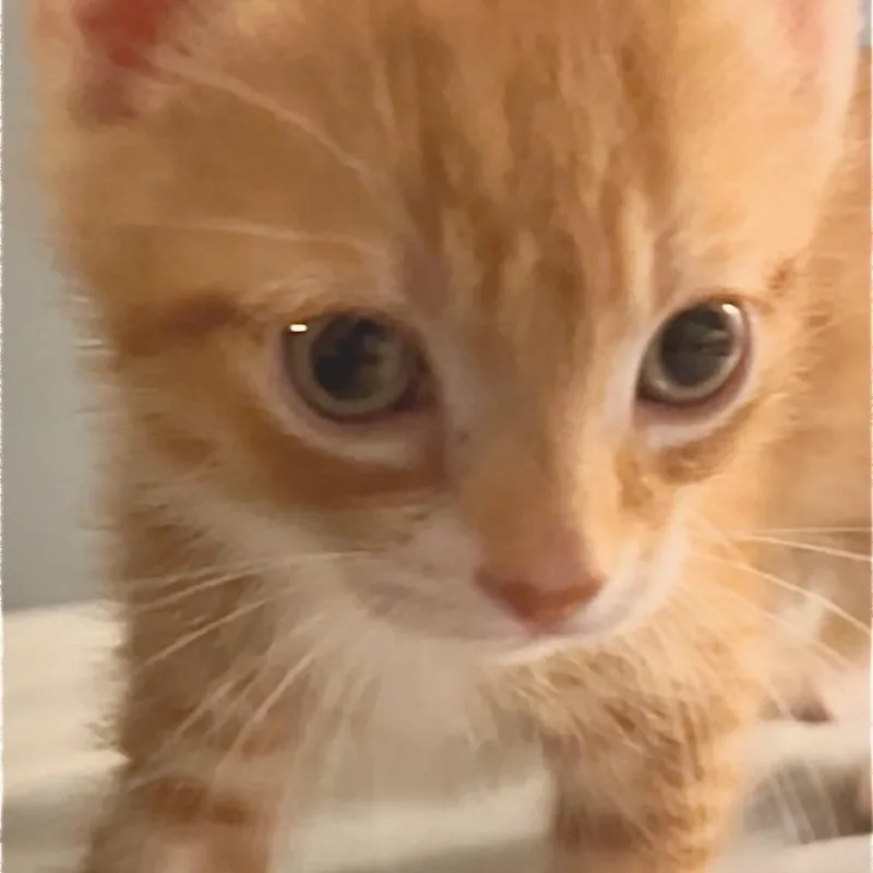 Mochi thumbnail 2