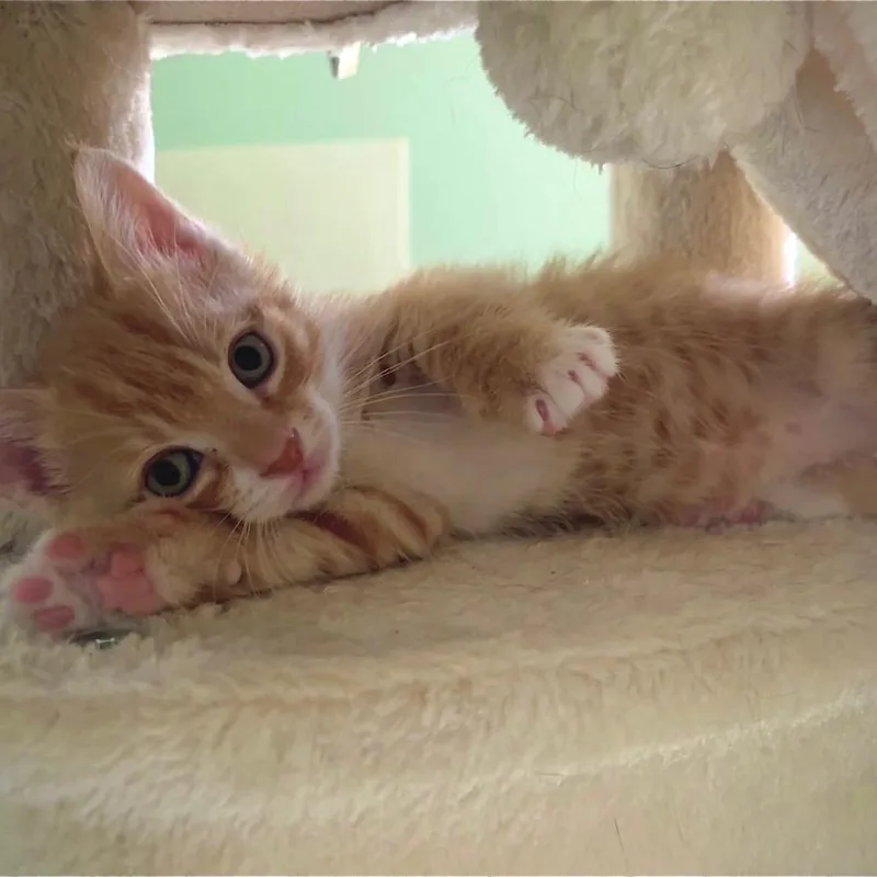 Mochi thumbnail 3