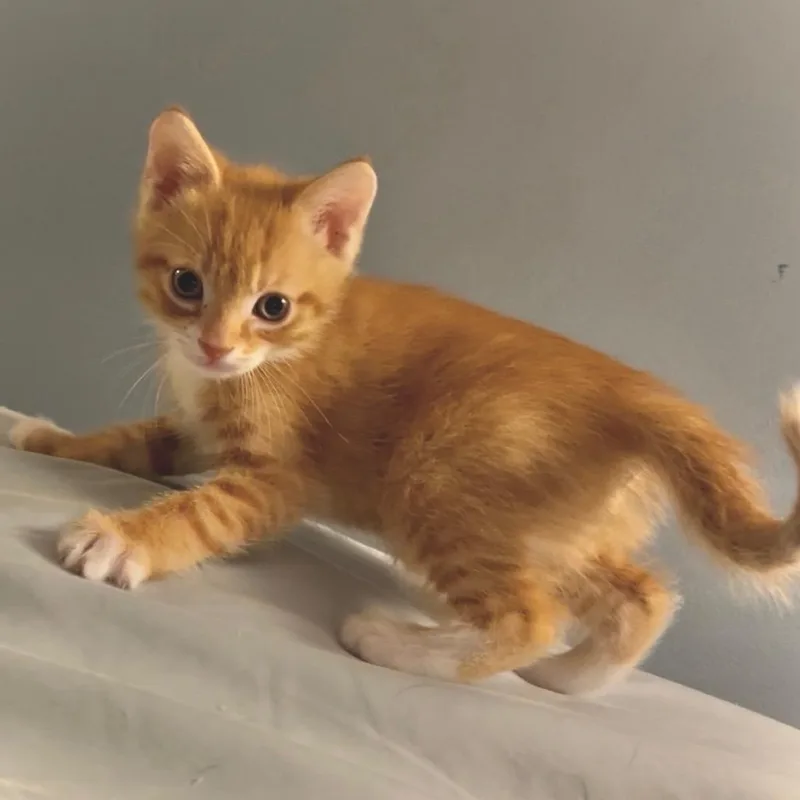 Mochi thumbnail 4
