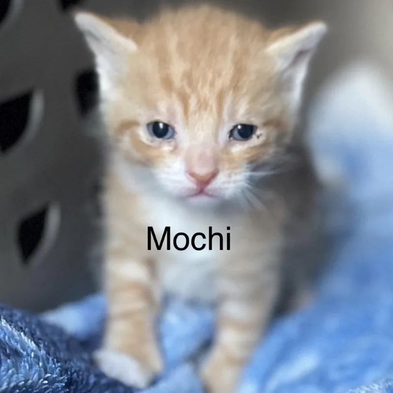 Mochi thumbnail 5