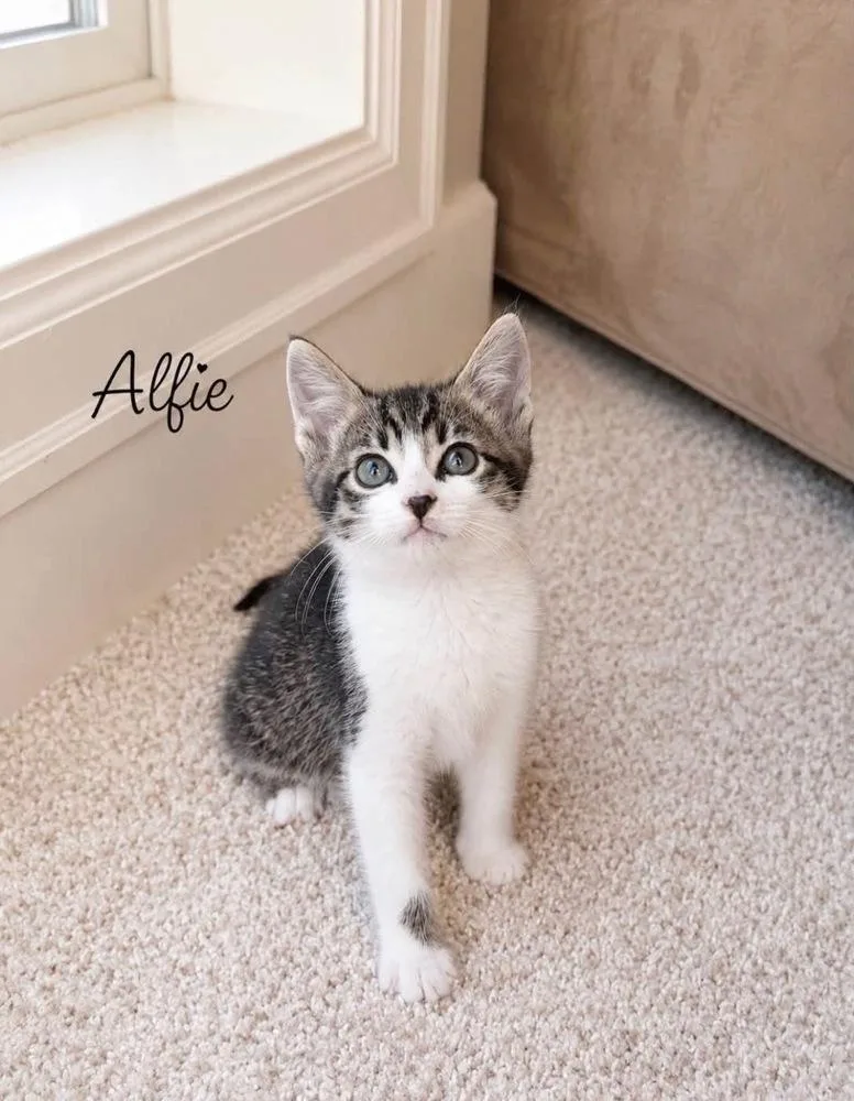 A baby small-sized male Black & White / Tuxedo Domestic Short Hair cat named Alfie for adoption in Vancouver, WA