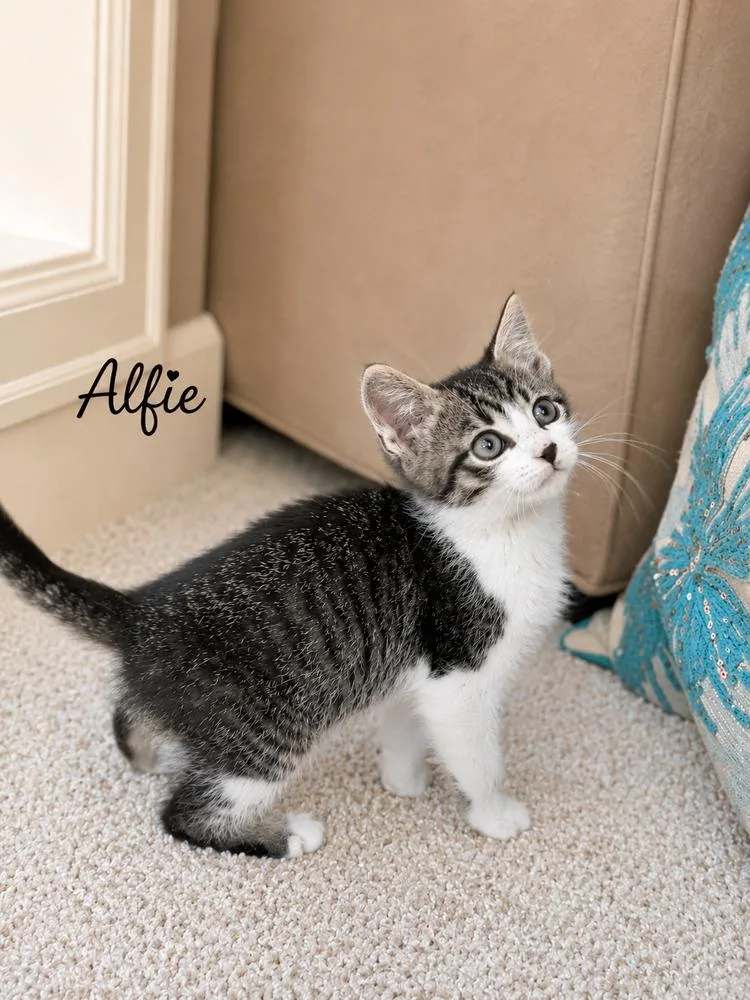 Alfie thumbnail 2