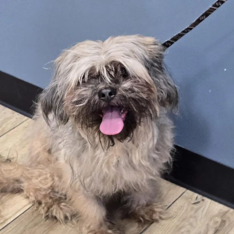 A senior small-sized male Yellow / Tan / Blond / Fawn Mixed Breed dog named Cowboy for adoption in Newark, NJ
