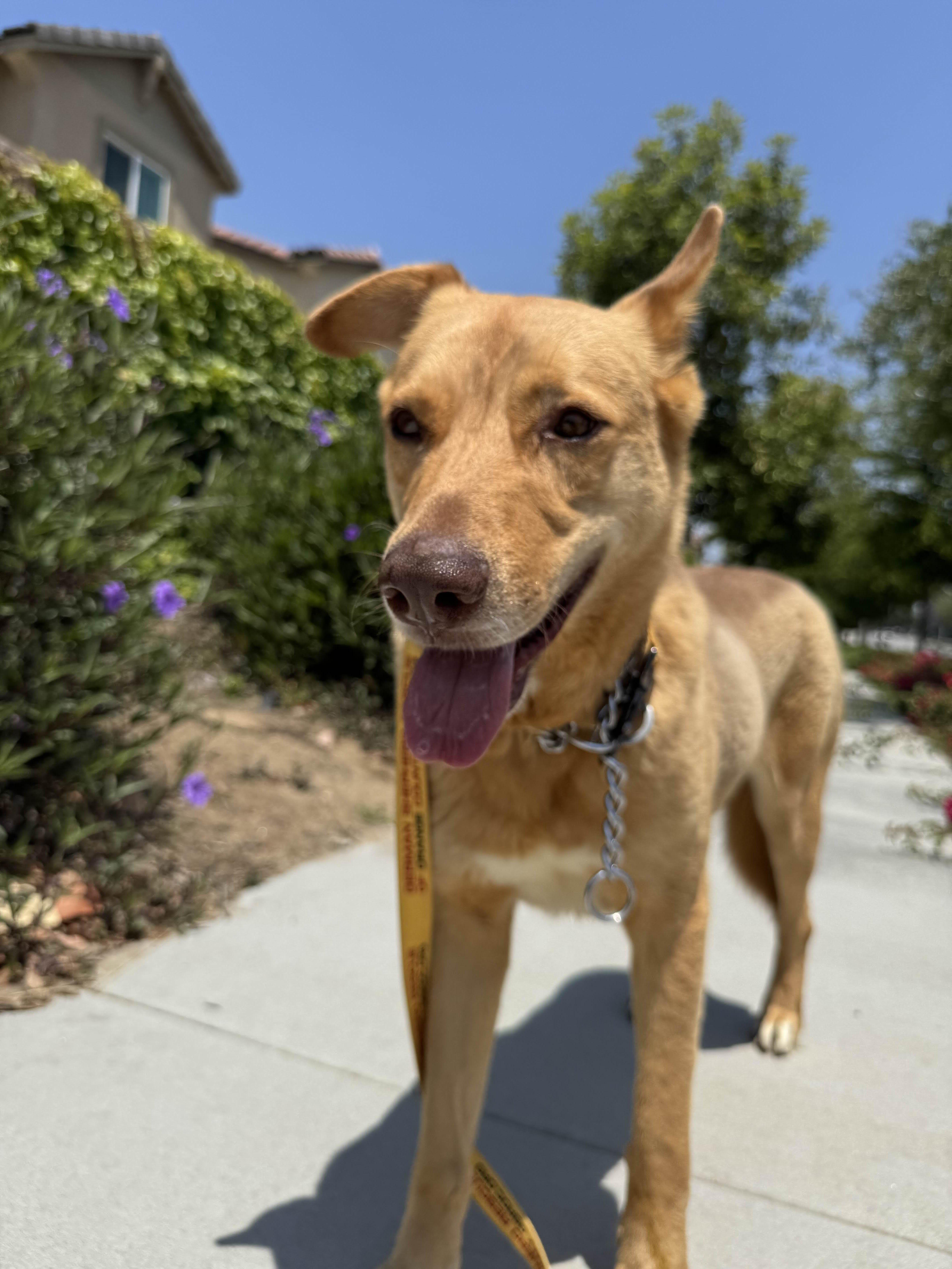 Indiana Jones thumbnail 3